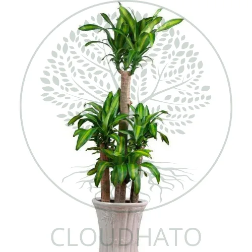 Feng Shui Plants
