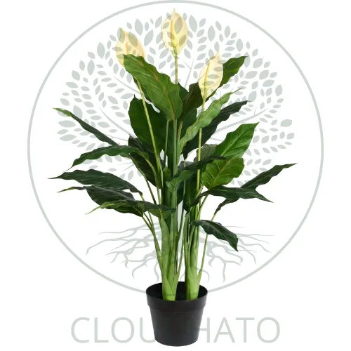 Indoor Plants